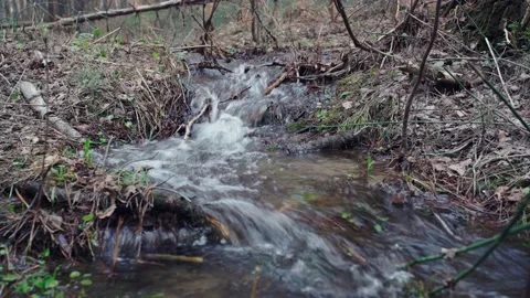 Forest stream. Stock Footage 154494451