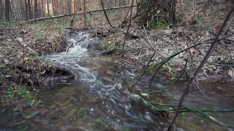 Forest stream. Stock Footage 154796136