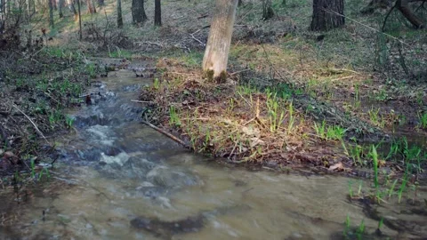 Forest stream. Stock Footage 154796223