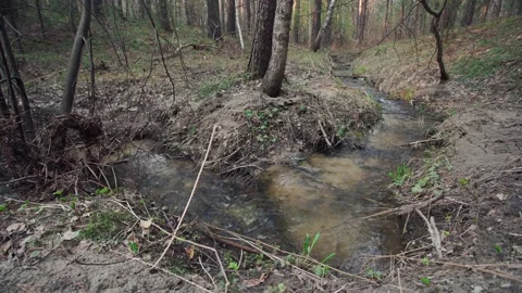 Forest stream. Stock Footage 154796264