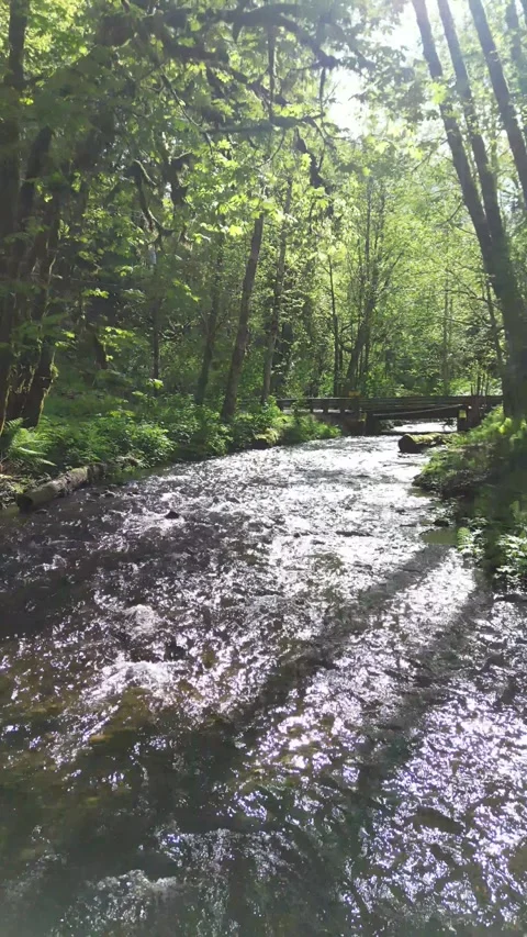 Forest stream 動画素材 276851626