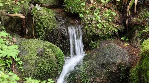 Forest stream 스톡 동영상 287727573