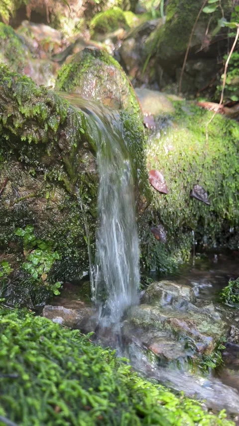 Forest stream Stock Footage 329791323
