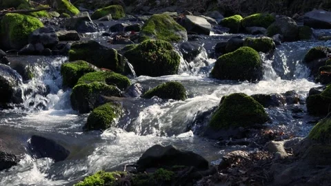 A forest stream full of moss-covered stones 스톡 동영상 270774534