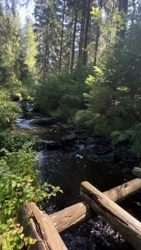Forest Stream, German Woods Stock Footage 310872823