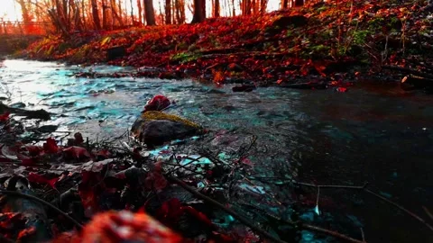 Forest Stream in Germany Stock-Footage 183382476