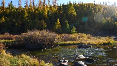 Forest stream in golden autumn sunlight Stock Footage 80381111