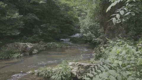 Forest Stream with Green Banks Stock-Footage 343565287