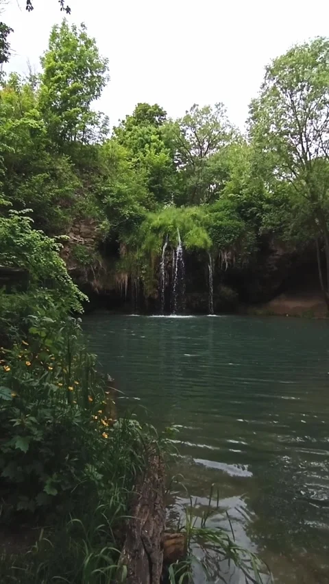 Forest Stream with Green Vegetation Vertical 動画素材 344042119