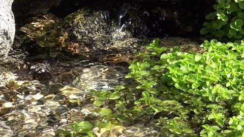 Forest stream - macro shot Stockbeeldmateriaal 74496918