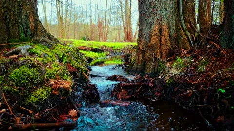 Forest Stream - Mini Waterfall Stock-Footage 183572134