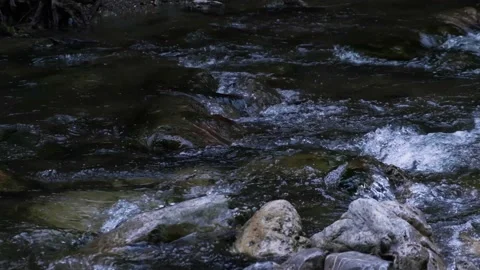 Forest stream in the morning Stock Footage 136214094