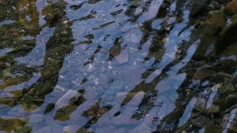 Forest stream in the morning Stock Footage 136214127