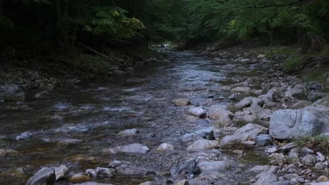 Forest stream in the morning Stock-Footage 136219649