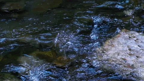 Forest stream in the morning Stock Footage 136219654