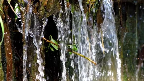 Forest stream in the morning Stock Footage 137040265