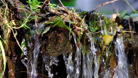 Forest stream in the morning Stock Footage 137041884