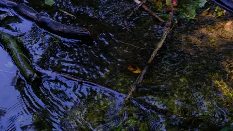 Forest stream  in the morning Stock Footage 137041928