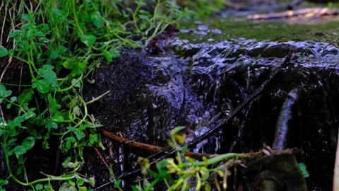 Forest stream  in the morning Stock Footage 137042147