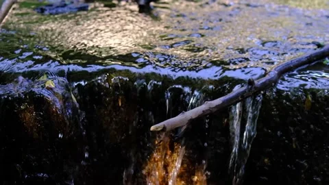 Forest stream  in the morning Stock Footage 137043242