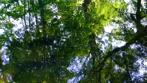 Forest stream  in the morning Stock Footage 137043595