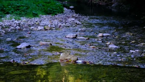 Forest stream in the morning Video stock 138456988