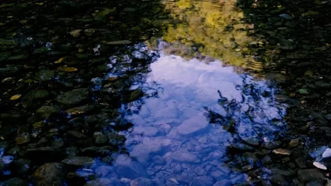 Forest stream in the morning Stock Footage 138457118
