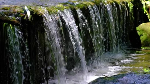 Forest stream in the morning Video stock 138622402