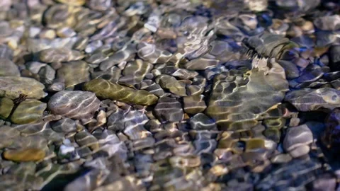 Forest stream in the morning Stock Footage 139054613