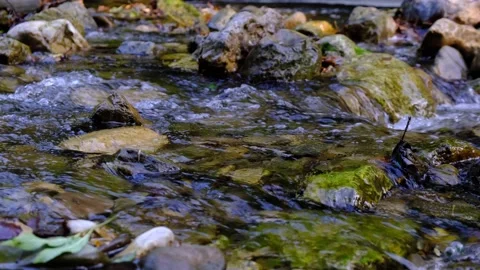 Forest stream in the morning Stock Footage 139769337