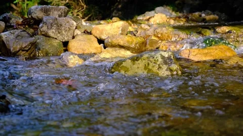Forest stream in the morning Stock Footage 139769356
