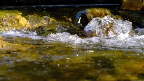 Forest stream in the morning Stock Footage 139769427
