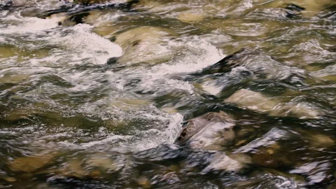 Forest stream in the morning Video stock 149410600
