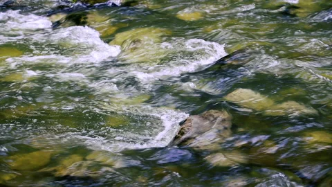 Forest stream in the morning Stock Footage 149410601