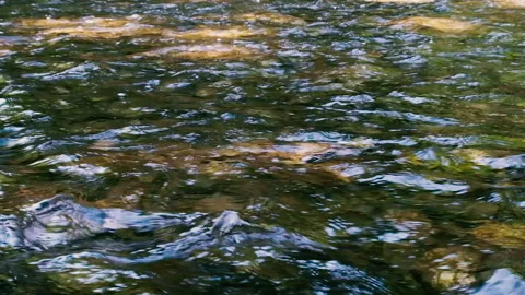 Forest stream in the morning Stock Footage 149592184