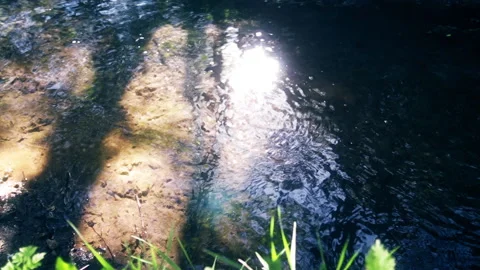 Forest Stream in Morning Sunlight Video stock 141312058