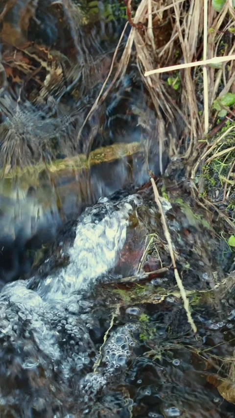 Forest stream with moss and red branches. Vertical Video stock 331427294
