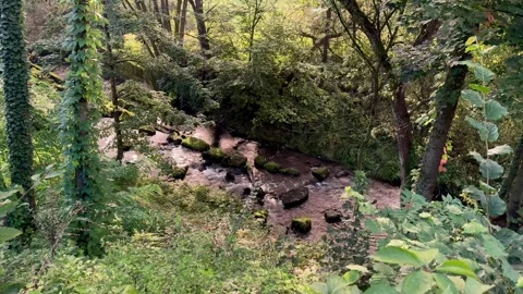 Forest Stream with Mossy Rocks and Flowing Water 動画素材 318097879