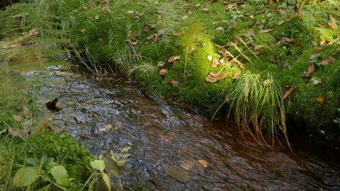Forest stream murmurs Stock Footage 141672062