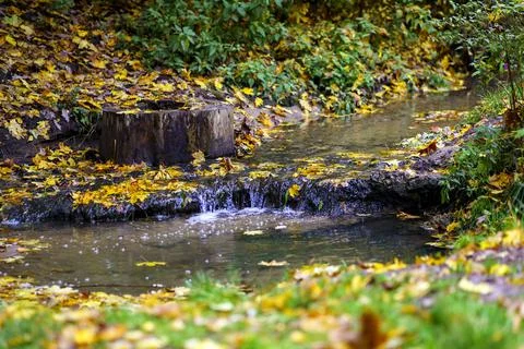 A forest stream next to a tree stump and fallen leaves in autumn Foto stock