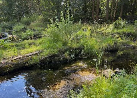 Forest stream in Ostravice. Stock Photos