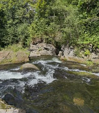 Forest stream in Ostravice. Stock Photos