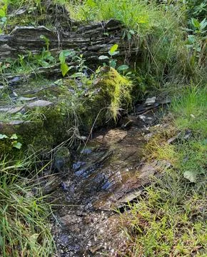 Forest stream in Ostravice. Stock Photos