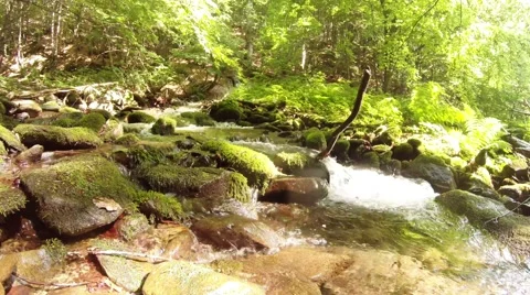 Forest Stream Overflows With Clean and Slear Water in Carpathian Mountain Stock Footage 66577535
