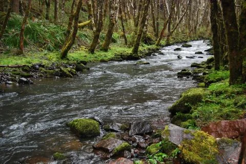 Forest stream Foto stock