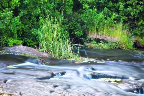 Forest stream Stock Photos
