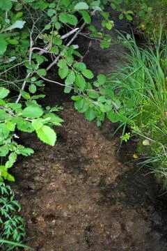 Forest stream. Stock Photos