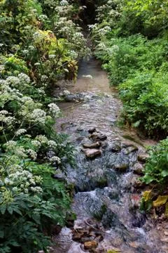 Forest stream. Stock Photos