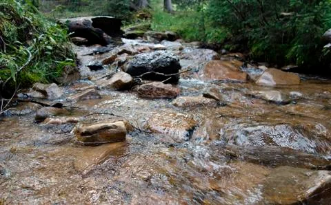 Forest Stream Stockfoto's