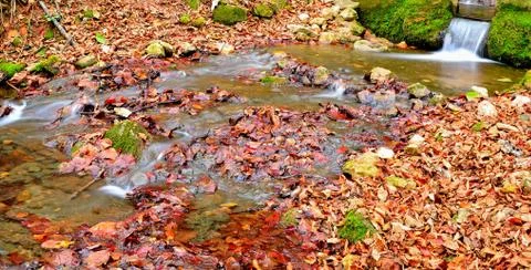 Forest stream Stock Photos